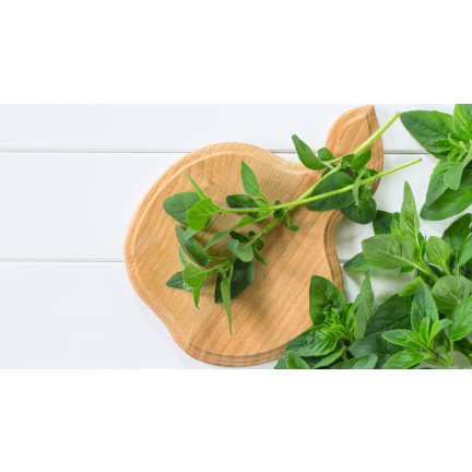 Z3026 OREGANO OREGANO TRVALKA SEMENA AROMATICKÁ TRVALKA DO KAŽDÉ KUCHYNĚ 0,5G