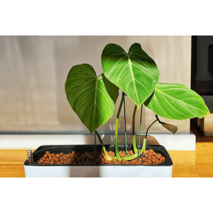 BIO38 zahradní keramzit, drenážní materiál, substrát pro pokojové květiny, 4 l, 8–16 mm