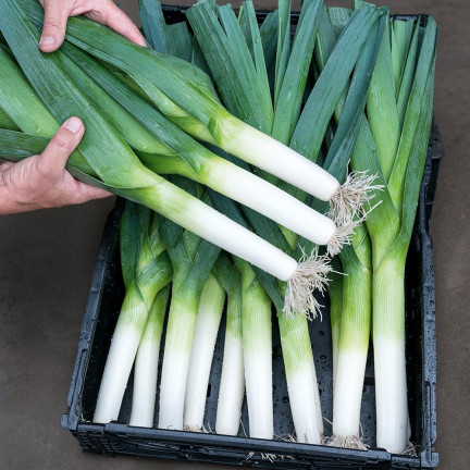 W1177 OSIVO PÓRU BLAUWGROENE ZIMNÍ TYP ALASKA POZDNÍ MRAZUVZDORNÝ 1G