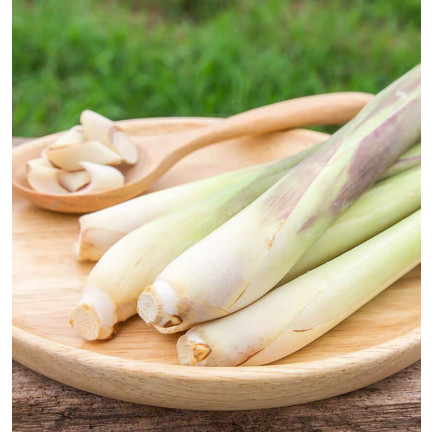 Z3034 SEMÍNKA PERLINA CITRONOVÉ TRÁVY ZDRAVOTNÍ VLASTNOSTI 0,1G