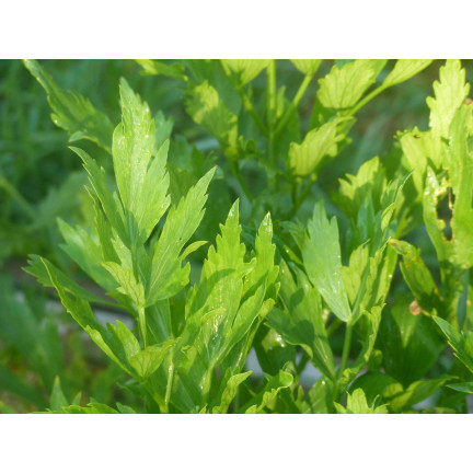 Z3017 LIBEČEK ZAHRADNÍ BYLINA SEMENO VYTRVALÉ KOŘENÍ AROMATICKÉ MAGI 1G