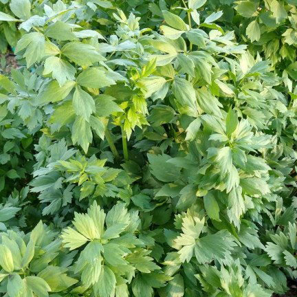 Z3017 LIBEČEK ZAHRADNÍ BYLINA SEMENO VYTRVALÉ KOŘENÍ AROMATICKÉ MAGI 1G