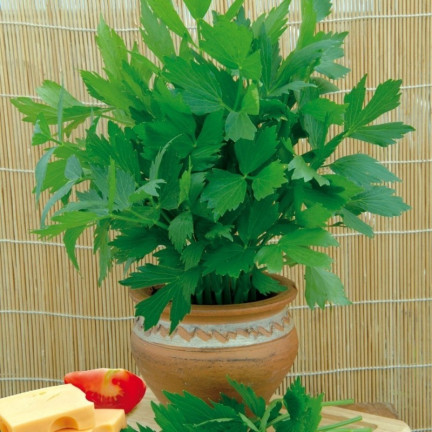 Z3017 LIBEČEK ZAHRADNÍ BYLINA SEMENO VYTRVALÉ KOŘENÍ AROMATICKÉ MAGI 1G