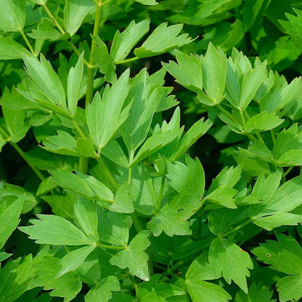 Z3017 LIBEČEK ZAHRADNÍ BYLINA SEMENO VYTRVALÉ KOŘENÍ AROMATICKÉ MAGI 1G