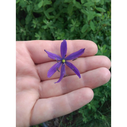Kamasja, Camassia esculenta (quamash), cibulky, velikost 5/6, 50 ks.