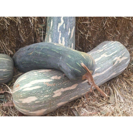 W1245 DÝNĚ MÁSLOVÁ CUCURBITA MOSCHATA JEMNÁ PŘÍCHUŤ DÝŇOVÁ SEMÍNKA 5G