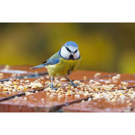 Směs pro volně žijící ptáky, celoroční krmivo, obilná semena, Turdus 1 kg