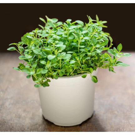 Z3018 SEMÍNKA MAJORÁNKY AROMATICKÁ PŘÍLOHA 1G