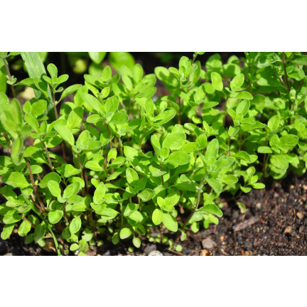 Z3018 SEMÍNKA MAJORÁNKY AROMATICKÁ PŘÍLOHA 1G