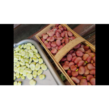W1007 BOTH Vicia faba L. var. major karmínově červená plodná chutná raná 30G