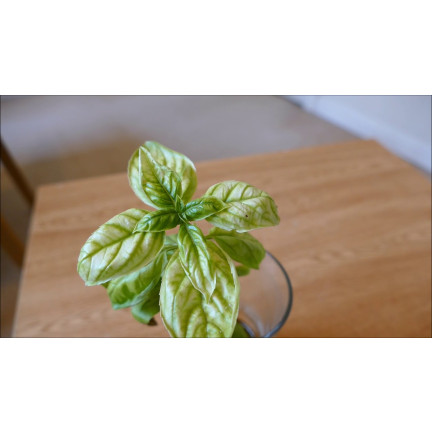 SUM40 help plant železo (Fe) 20 ml, listové hnojivo, předchází fyziologickým poruchám a zpomalení růstu