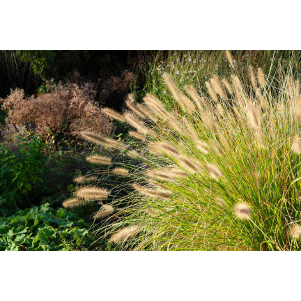 R2251 tráva Pennisetum villosum, jednoletá, chocholaté trsy, krásná, 12 ks.
