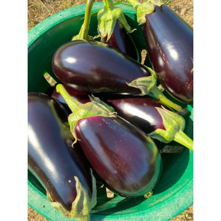 W1003 SEMENA LILKU BLACK BEAUTY PURPLE PEAR OF LOVE 1G