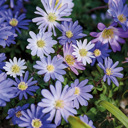 Anemone Blanda Mixed, cibulky anemonů, velikost 4/5, 50 ks.