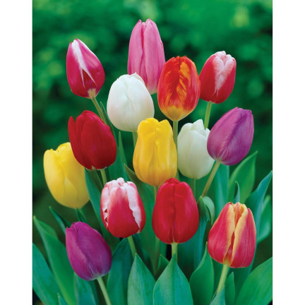CEB15 tulipány, cibulky tulipánů, cibulky květin, směs barev, Triumph Mixed, 50 ks