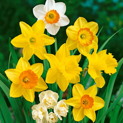 CEB8 narcis, cibulky narcisů, žonkil, botanická cibulka, směs barev, 50 ks