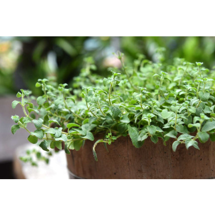Z3026 OREGANO OREGANO TRVALKA SEMENA AROMATICKÁ TRVALKA DO KAŽDÉ KUCHYNĚ 0,5G