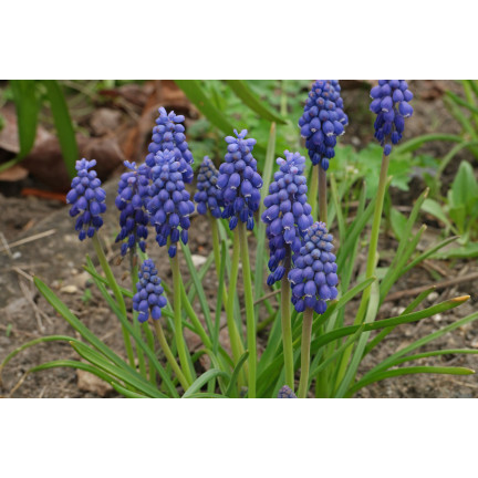 Muscari armeniacum (safírovka arménská), cibulky safírovky, velikost 6/7, 50 ks. 