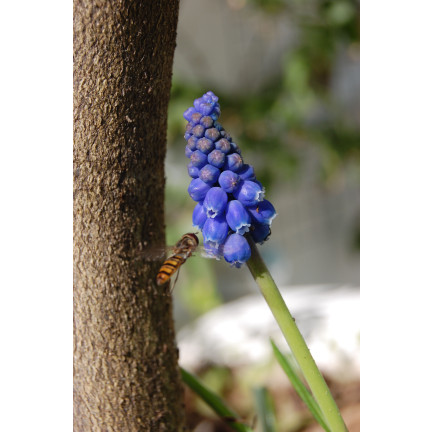 Muscari armeniacum (safírovka arménská), cibulky safírovky, velikost 6/7, 50 ks. 