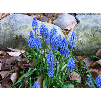 Muscari armeniacum (safírovka arménská), cibulky safírovky, velikost 6/7, 50 ks. 