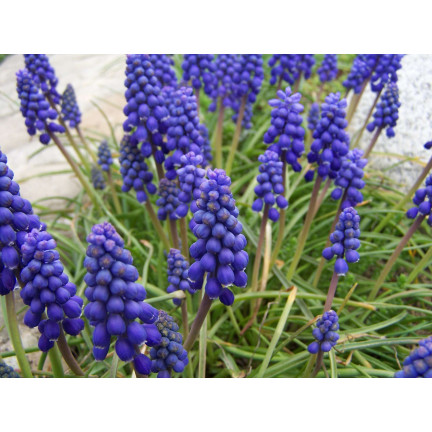 Muscari armeniacum (safírovka arménská), cibulky safírovky, velikost 6/7, 50 ks. 