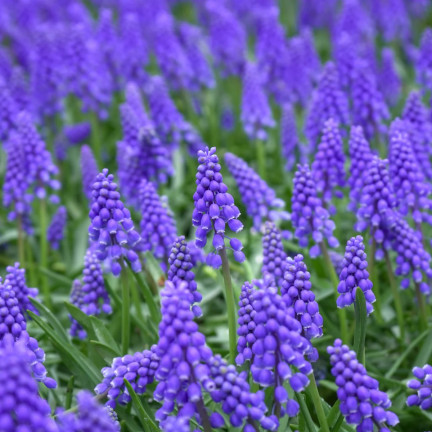 Muscari armeniacum (safírovka arménská), cibulky safírovky, velikost 6/7, 50 ks. 