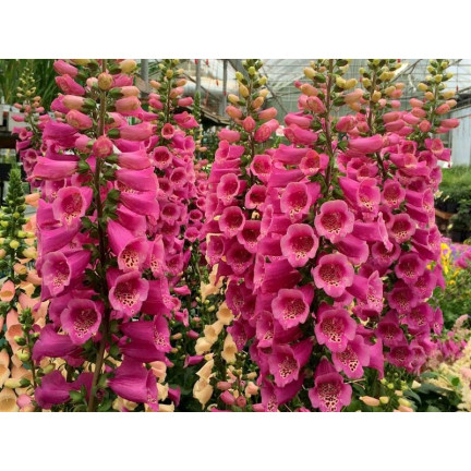 R2184 Digitalis purpurea MIX dvouletka skvrnitá Digitalis purpurea