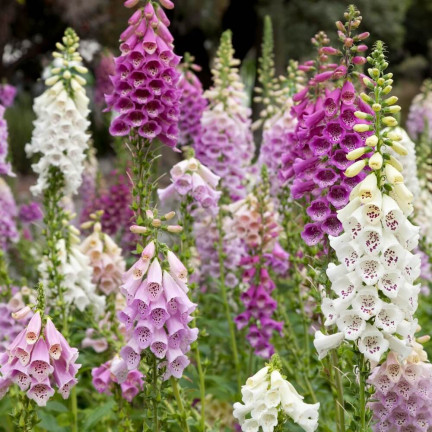 R2184 Digitalis purpurea MIX dvouletka skvrnitá Digitalis purpurea