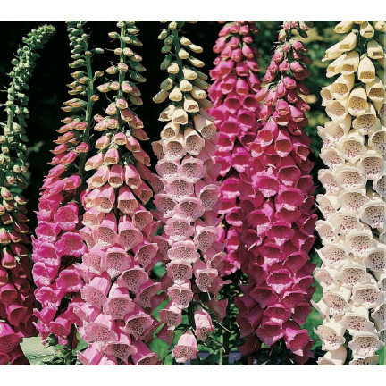 R2184 Digitalis purpurea MIX dvouletka skvrnitá Digitalis purpurea
