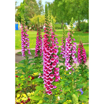 R2184 Digitalis purpurea MIX dvouletka skvrnitá Digitalis purpurea