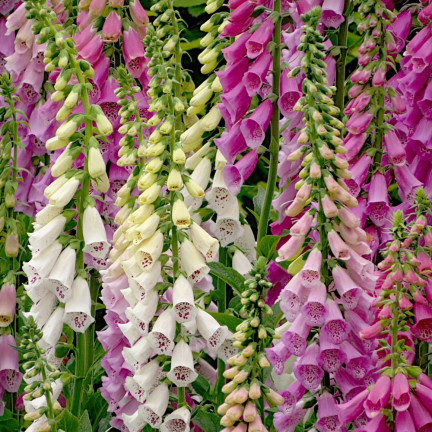 R2184 Digitalis purpurea MIX dvouletka skvrnitá Digitalis purpurea
