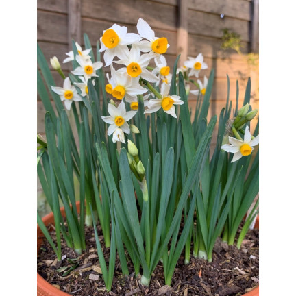 Polský botanický narcis (canaliculatus), cibulky, 50 ks cibulek