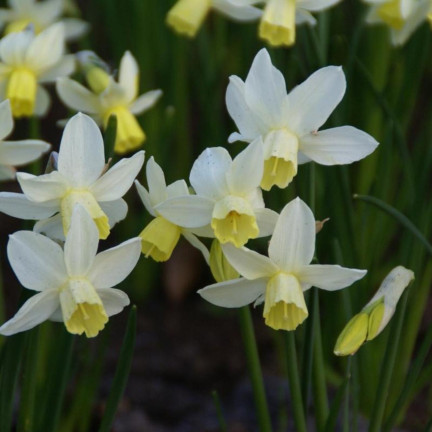 Botanická narciska „Sailboat“, cibulky narcisů, velikost 8/10, 50 ks.