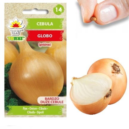 W1020 cibule Globo, cibulová semena, velmi pozdní, velké cibule, salátová, 2 g