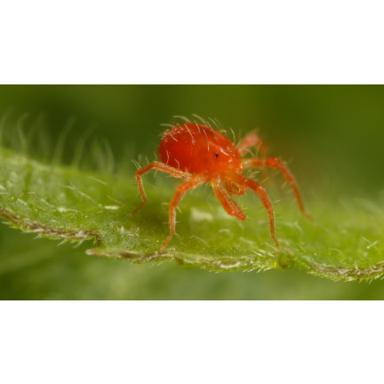SUM47 siltac ec ničí škůdce – mšice, mšice miskovité, roztoče – insekticid