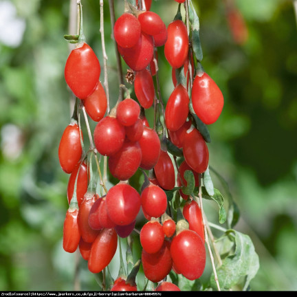 R2123 GOJI BERRIES mrazuvzdorné šarlatové zdravé plody trnka