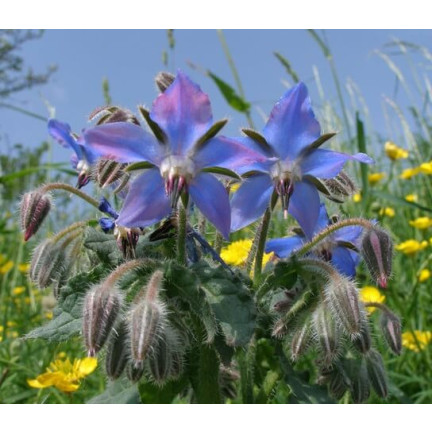 Z3025 BRUTNÁK LÉKAŘSKÝ ROČNÍ OKURKOVÁ PŘÍCHUŤ VIT C MANGAN BORAGO OFFICINALIS 2G