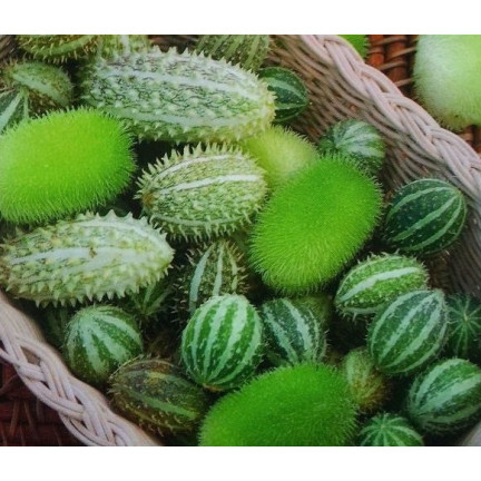 R2190 okurka okrasná, směs, trny, exotické, dlouhé výhonky, terasa, balkon, Cucumis sp.