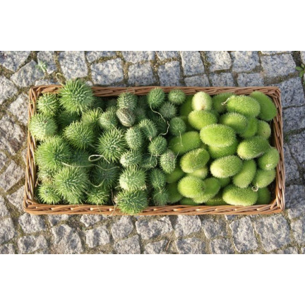 R2190 okurka okrasná, směs, trny, exotické, dlouhé výhonky, terasa, balkon, Cucumis sp.