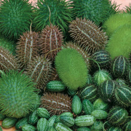 R2190 okurka okrasná, směs, trny, exotické, dlouhé výhonky, terasa, balkon, Cucumis sp.