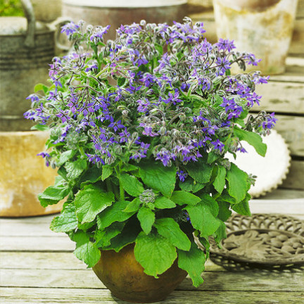 Z3025 BRUTNÁK LÉKAŘSKÝ ROČNÍ OKURKOVÁ PŘÍCHUŤ VIT C MANGAN BORAGO OFFICINALIS 2G