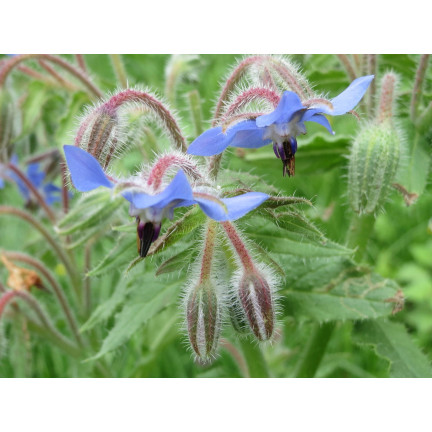 Z3025 BRUTNÁK LÉKAŘSKÝ ROČNÍ OKURKOVÁ PŘÍCHUŤ VIT C MANGAN BORAGO OFFICINALIS 2G