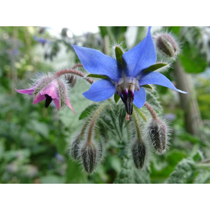 Z3025 BRUTNÁK LÉKAŘSKÝ ROČNÍ OKURKOVÁ PŘÍCHUŤ VIT C MANGAN BORAGO OFFICINALIS 2G