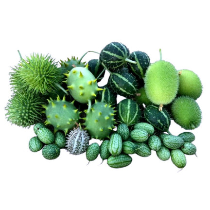R2190 okurka okrasná, směs, trny, exotické, dlouhé výhonky, terasa, balkon, Cucumis sp.
