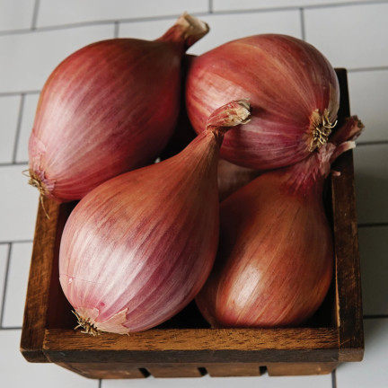 Šalotka (Conservor F1), Allium cepa L., cibulová semena, 20 ks.