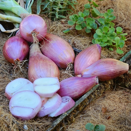 Šalotka (Conservor F1), Allium cepa L., cibulová semena, 20 ks.