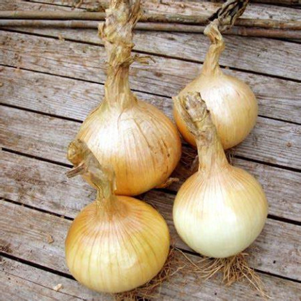 W1020 cibule Globo, cibulová semena, velmi pozdní, velké cibule, salátová, 2 g