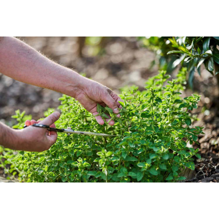 Z3026 OREGANO OREGANO TRVALKA SEMENA AROMATICKÁ TRVALKA DO KAŽDÉ KUCHYNĚ 0,5G