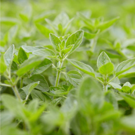 Z3026 OREGANO OREGANO TRVALKA SEMENA AROMATICKÁ TRVALKA DO KAŽDÉ KUCHYNĚ 0,5G