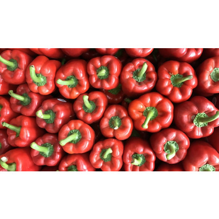 W1135 CALIFORNIA WONDER ČERVENÁ SLADKÁ SALÁTOVÁ PAPRIKA 0,5G